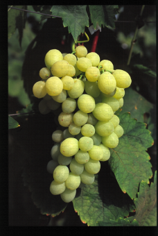 Variété de raisin blanc apyrene, XE 2